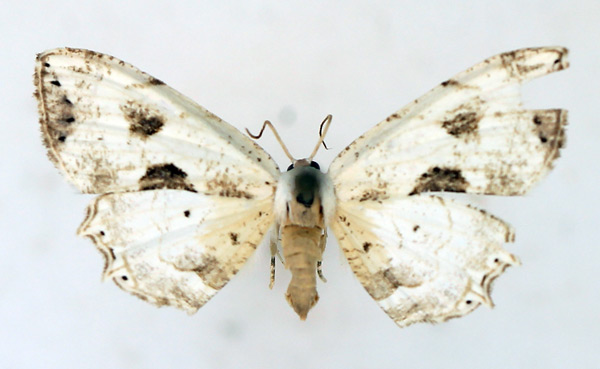 /filer/webapps/moths/media/images/T/triumbrata_Leucoplema_AM_TMSA.jpg