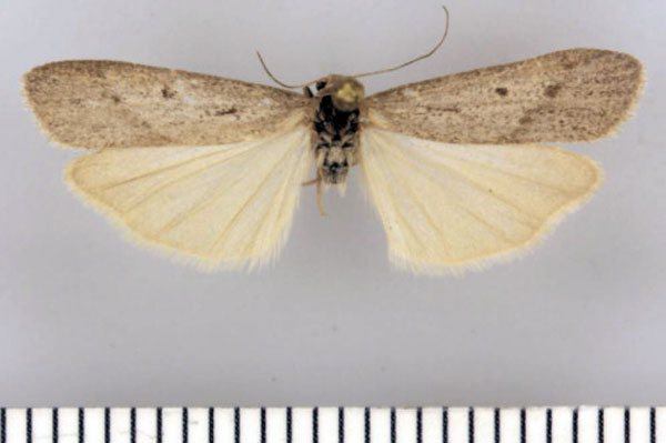 /filer/webapps/moths/media/images/T/triumvirale_Entephrilema_HT_Kuhne.jpg