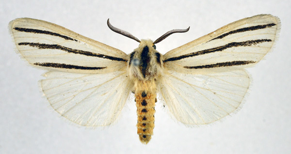 /filer/webapps/moths/media/images/T/trivitta_Estigmene_AM_NHMO.jpg