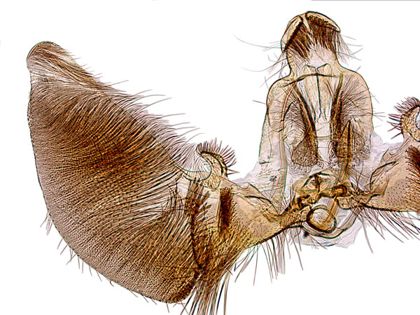 /filer/webapps/moths/media/images/T/trixiphias_Eccopsis_GM_RMCA.jpg