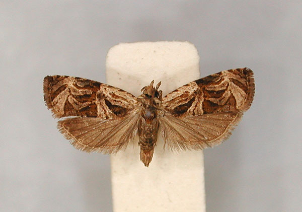 /filer/webapps/moths/media/images/T/trixiphias_Eccopsis_PLT_RMCA_01.jpg