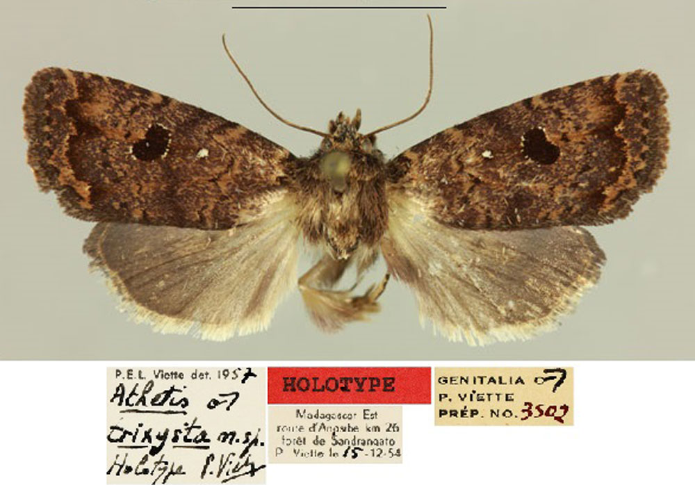 /filer/webapps/moths/media/images/T/trixysta_Athetis_HT_MNHN.jpg