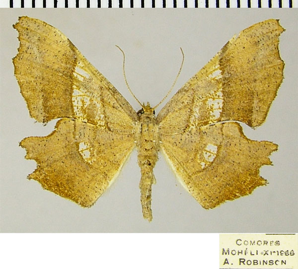/filer/webapps/moths/media/images/T/trizonata_Xenimpia_AF_ZSM.jpg