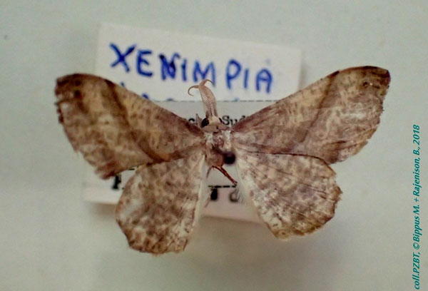 /filer/webapps/moths/media/images/T/trizonata_Xenimpia_AM_PZBT.jpg