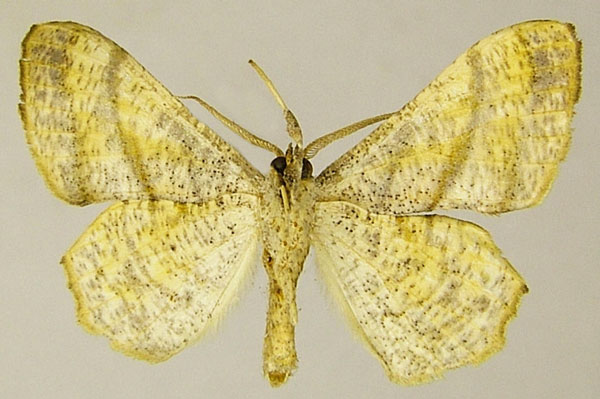 /filer/webapps/moths/media/images/T/trizonata_Xenimpia_AM_ZSMb.jpg