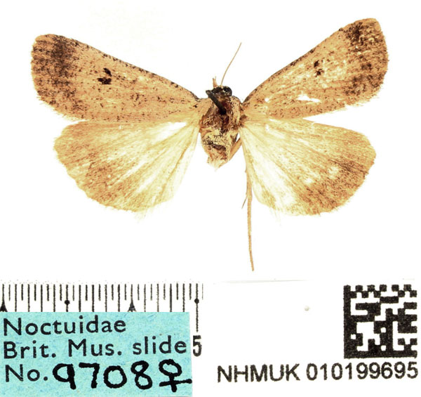 /filer/webapps/moths/media/images/T/troberti_Tathorhynchus_AF_BMNH.jpg