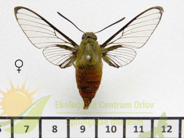 /filer/webapps/moths/media/images/T/trochilus_Cephonodes_AF_SMCR.jpg