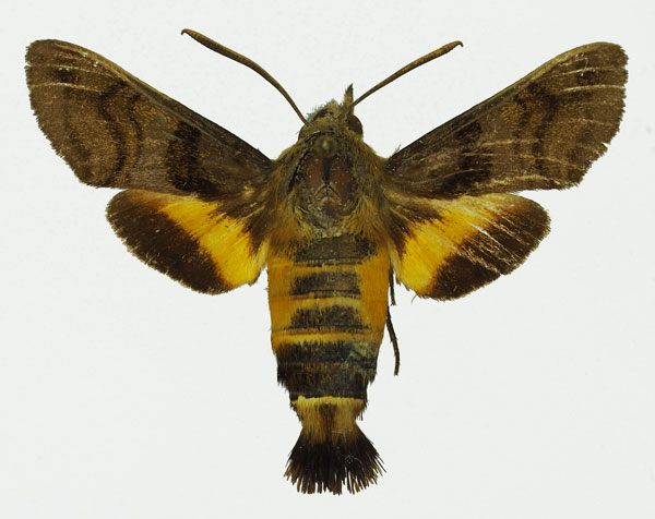 /filer/webapps/moths/media/images/T/trochilus_Macroglossum_AF_Basquina.jpg