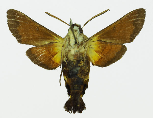 /filer/webapps/moths/media/images/T/trochilus_Macroglossum_AF_Basquinb.jpg
