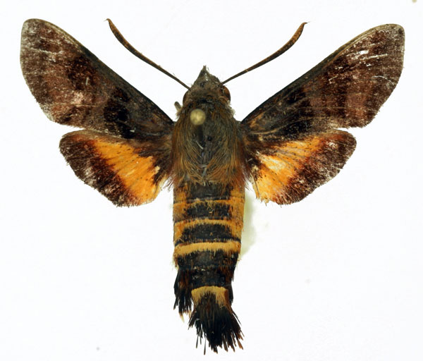 /filer/webapps/moths/media/images/T/trochilus_Macroglossum_AM_Basquin.jpg