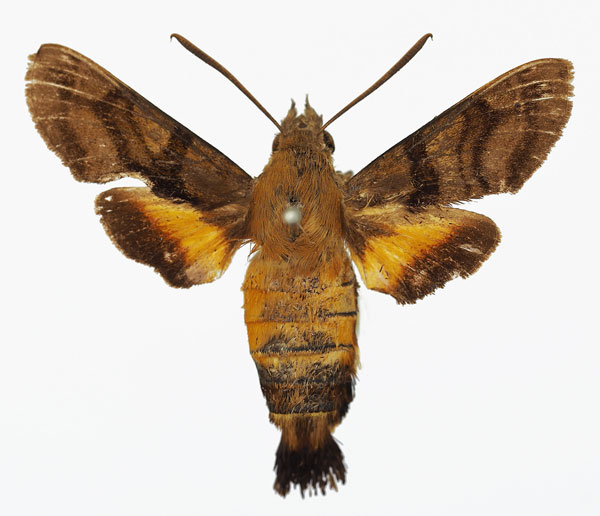 /filer/webapps/moths/media/images/T/trochilus_Macroglossum_AM_Basquin_01a.jpg