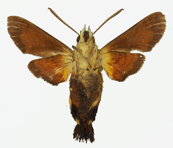 /filer/webapps/moths/media/images/T/trochilus_Macroglossum_AM_Basquin_01b.jpg