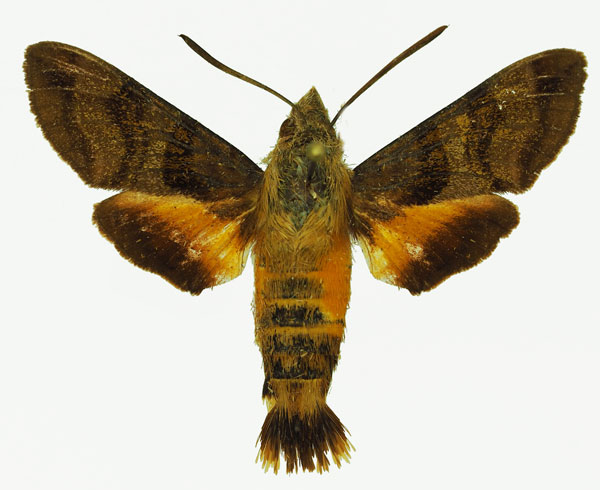 /filer/webapps/moths/media/images/T/trochilus_Macroglossum_AM_Basquin_02.jpg