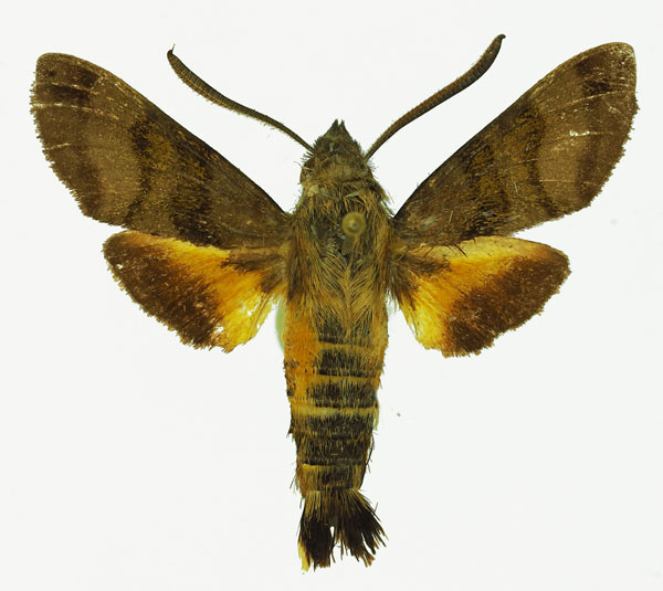 /filer/webapps/moths/media/images/T/trochilus_Macroglossum_AM_Basquin_03.jpg