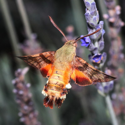/filer/webapps/moths/media/images/T/trochilus_Macroglossum_A_Heyns_01.jpg