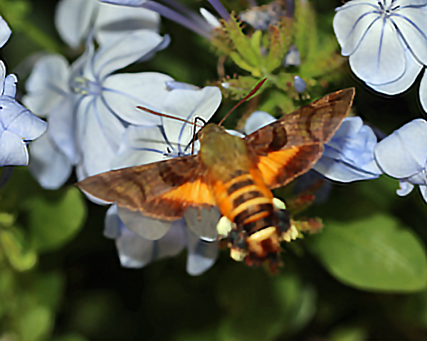 /filer/webapps/moths/media/images/T/trochilus_Macroglossum_A_Roland_01.jpg