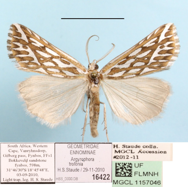 /filer/webapps/moths/media/images/T/trofonia_Argyrophora_AM_MGCLa_01.JPG