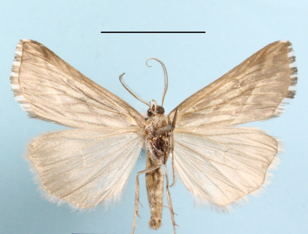 /filer/webapps/moths/media/images/T/trofonia_Argyrophora_AM_MGCLb_01.JPG