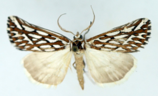 /filer/webapps/moths/media/images/T/trofonia_Argyrophora_AM_TMSA_01.jpg