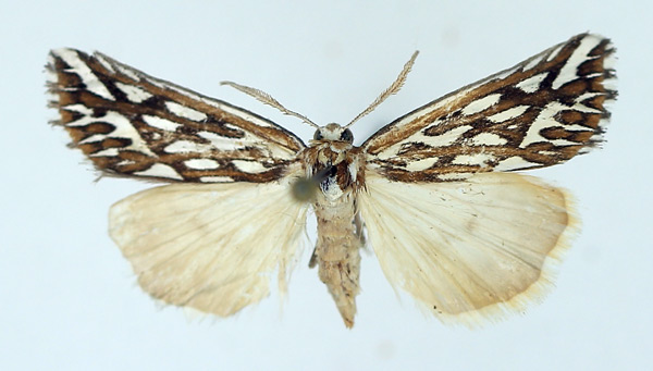 /filer/webapps/moths/media/images/T/trofonia_Argyrophora_AM_TMSA_02.jpg