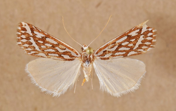 /filer/webapps/moths/media/images/T/trofonia_Argyrophora_A_Butler.jpg