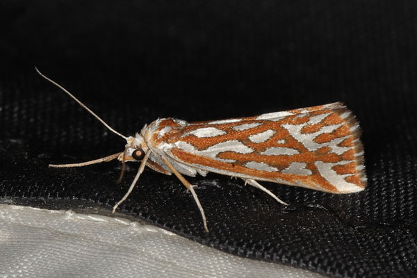 /filer/webapps/moths/media/images/T/trofonia_Argyrophora_A_Heyns_01.jpg