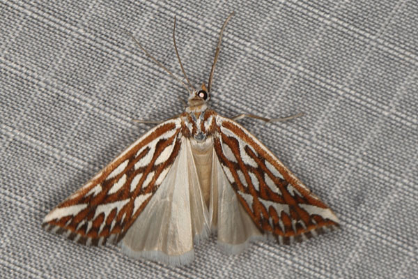 /filer/webapps/moths/media/images/T/trofonia_Argyrophora_A_Heyns_02.jpg