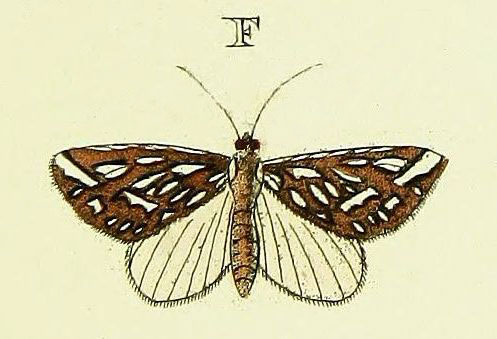 /filer/webapps/moths/media/images/T/trofonia_Argyrophora_Cramer3_247_F.jpg
