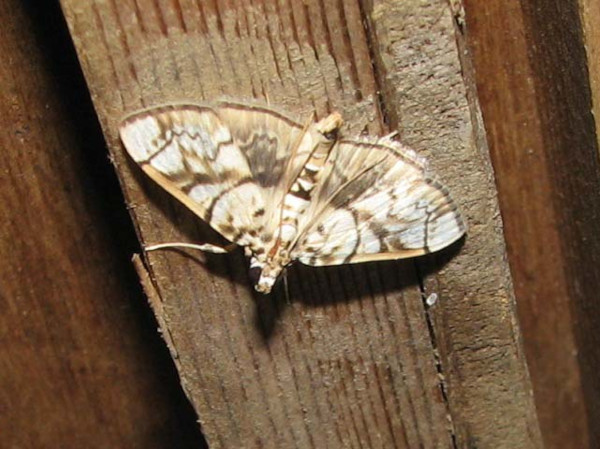 /filer/webapps/moths/media/images/T/trogobasalis_Chalcidoptera_A_Goff_02.jpg