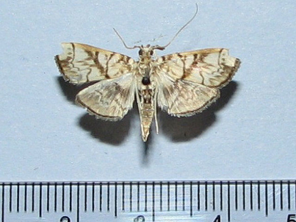 /filer/webapps/moths/media/images/T/trogobasalis_Chalcidoptera_A_Goffa_01.jpg