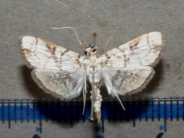 /filer/webapps/moths/media/images/T/trogobasalis_Chalcidoptera_A_Goffa_03.jpg