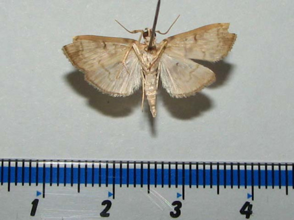 /filer/webapps/moths/media/images/T/trogobasalis_Chalcidoptera_A_Goffb_01.jpg