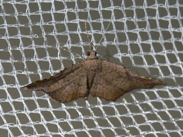 /filer/webapps/moths/media/images/T/trogocraspia_Egnasia_A_Goff_03.JPG