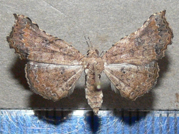 /filer/webapps/moths/media/images/T/trogocraspia_Egnasia_A_Goffa_01.JPG
