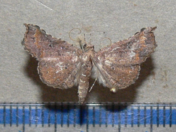 /filer/webapps/moths/media/images/T/trogocraspia_Egnasia_A_Goffa_02.JPG