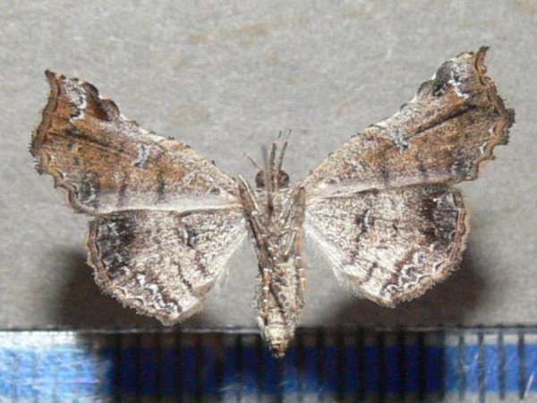 /filer/webapps/moths/media/images/T/trogocraspia_Egnasia_A_Goffb_01.JPG