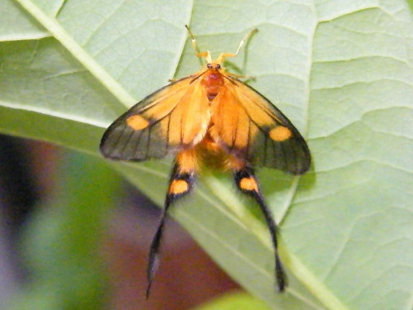 /filer/webapps/moths/media/images/T/trogoloba_Semioptila_A_Mateke_01.jpeg