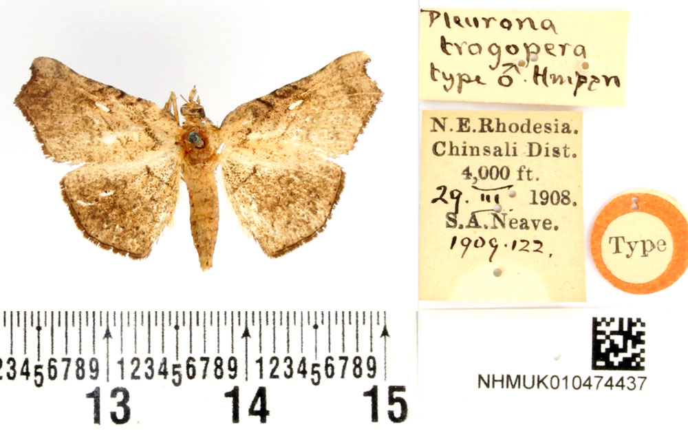 /filer/webapps/moths/media/images/T/trogopera_Pleurona_HT_BMNH.jpg