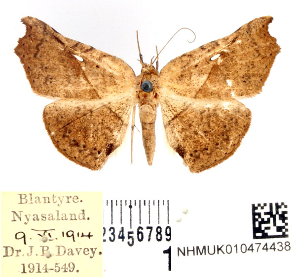 /filer/webapps/moths/media/images/T/trogopera_Pleuronodes_AM_BMNH.jpg