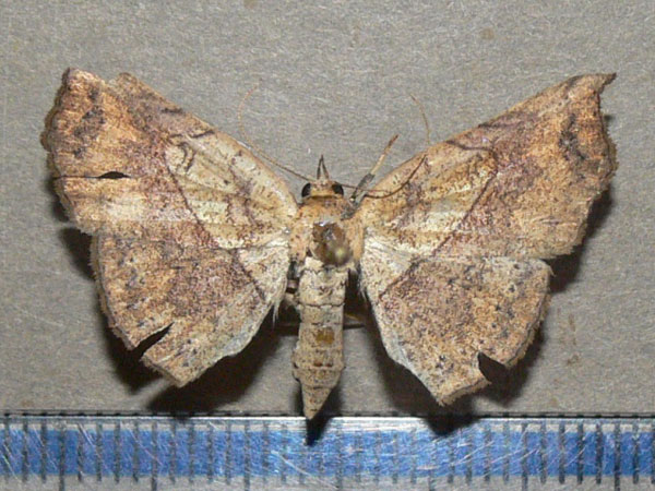 /filer/webapps/moths/media/images/T/trogopera_Pleuronodes_A_Goff.jpg