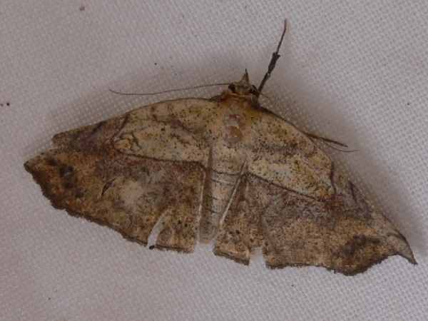 /filer/webapps/moths/media/images/T/trogopera_Pleuronodes_A_Goff_02.JPG