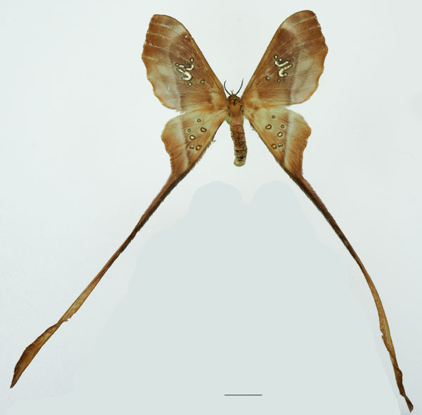 /filer/webapps/moths/media/images/T/trogophylla_Eudaemonia_AF_Basquina.jpg