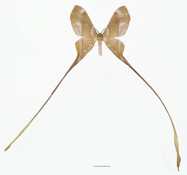 /filer/webapps/moths/media/images/T/trogophylla_Eudaemonia_AM_Basquina.jpg