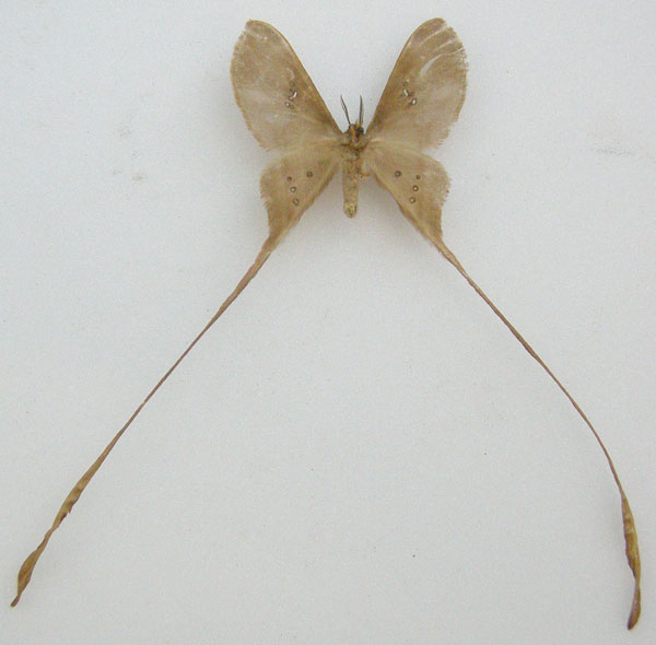/filer/webapps/moths/media/images/T/trogophylla_Eudaemonia_AM_NHMUKb.jpg