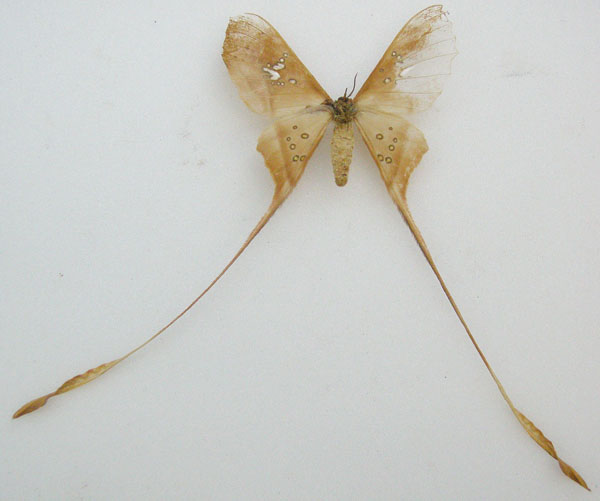 /filer/webapps/moths/media/images/T/trogophylla_Eudaemonia_HT_NHMUKb_TBmoOnT.jpg