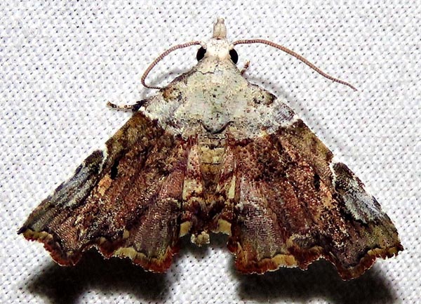 /filer/webapps/moths/media/images/T/trogoptera_Oediblemma_A_Braun_03.jpg