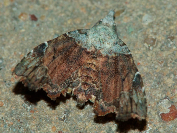 /filer/webapps/moths/media/images/T/trogoptera_Oediblemma_A_DeBeer.jpg