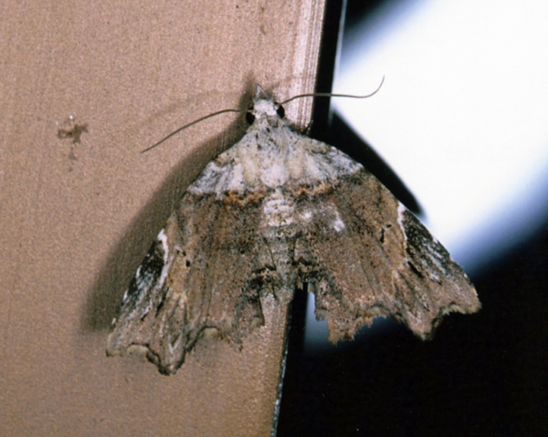 /filer/webapps/moths/media/images/T/trogoptera_Oediblemma_A_Roland_01.jpg
