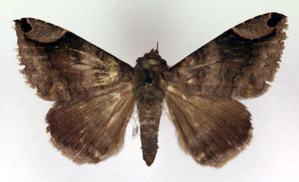 /filer/webapps/moths/media/images/T/trogosema_Bastilla_A_RMCA.jpg