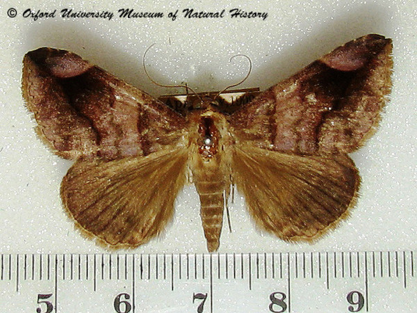/filer/webapps/moths/media/images/T/trogosema_Dysgonia_A_OUMNH_01.jpg